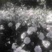 ˙˚ʚ もこ ɞ˚˙の画像