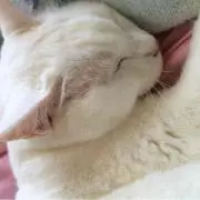 まな