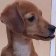 真央