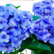 Hydrangea