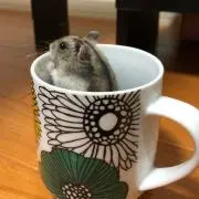 おにぎりの画像