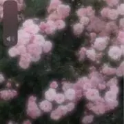 ゆゆの画像