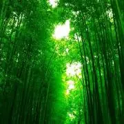 ✨即購入OK✨の画像