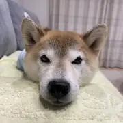 クッキーの画像