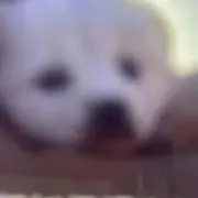 春子