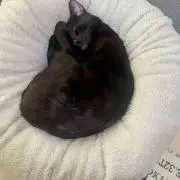 かな
