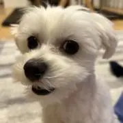 もちくんの画像