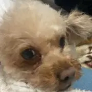 かの画像