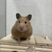 ばむせの画像
