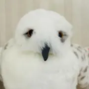 バンちゃんの画像