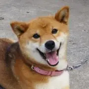マカロンの画像