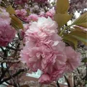 みどりの画像