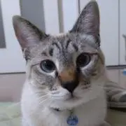 ランナー