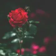 Carmenの画像