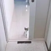 ねこ