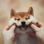 KITの画像