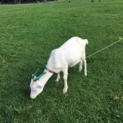みかんちゅ