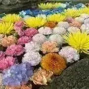 ゆっちの画像