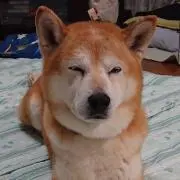 のりのり