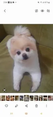 金太郎の画像