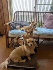 スカイの画像