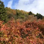 むーさんの画像