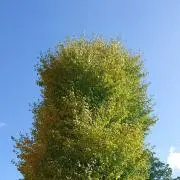 ささ