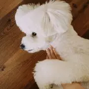 Popomaruの画像