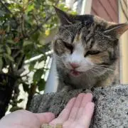 ミケ♡