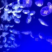 pichiの画像