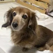 ゆずの画像