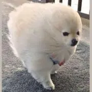 nisiの画像
