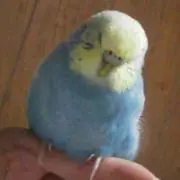 インコ