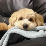 あやの画像