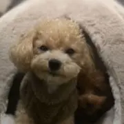 はなまるの画像