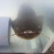 ナマちゃんの画像