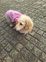 ノリ