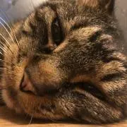 猫の画像