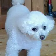 toukoの画像
