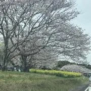 あおの画像