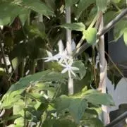 スー