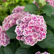 hydrangea