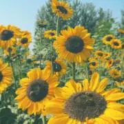 Sunnyの画像