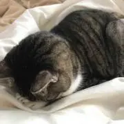 ミミの画像