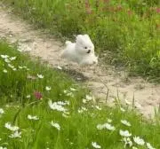 raraの画像