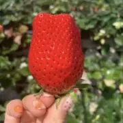 RANAの画像