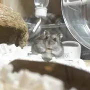 おまめの画像