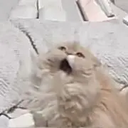 Ｋの画像