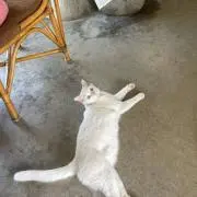 きぃの画像