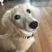 maro